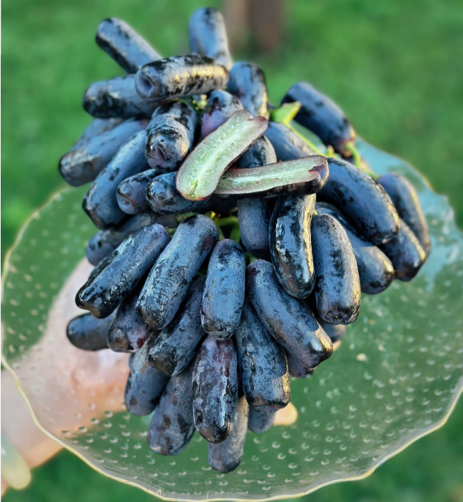 🔥💜 Sweet Sapphire Grape (Rare Finger Grapes) 🍇