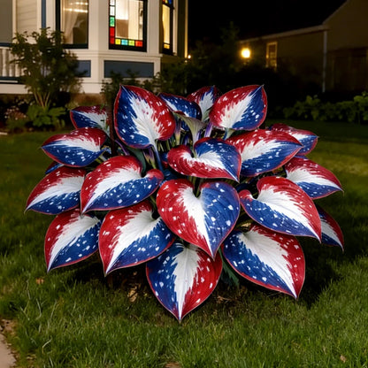 🎉America 250th Anniversary🌿Rare American Glory Hosta Bulbs