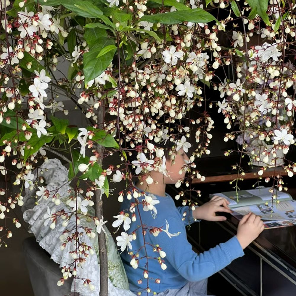 Perfume Jasmine Seeds – Winter Planting, Perennial Blooms & Fragrant Garden Elegance (Only seeds, without flower pot)