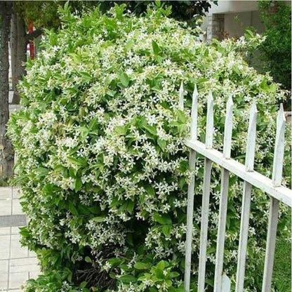 Perfume Jasmine Seeds – Winter Planting, Perennial Blooms & Fragrant Garden Elegance (Only seeds, without flower pot)