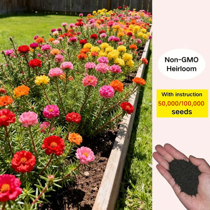 💫🌸Moss Rose🌿Perennial Flower Seeds With Plant Growth Supplement