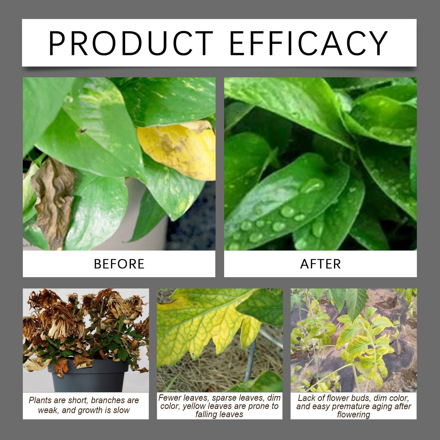 Soil conditioner. Concentrated humic acid formula, suitable for lawns and garden plants.