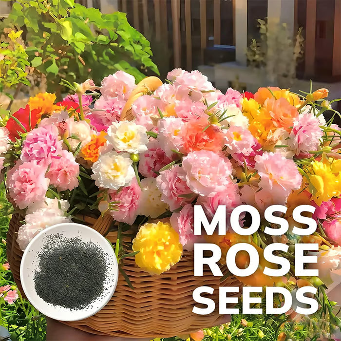 💫🌸Moss Rose🌿Perennial Flower Seeds With Plant Growth Supplement