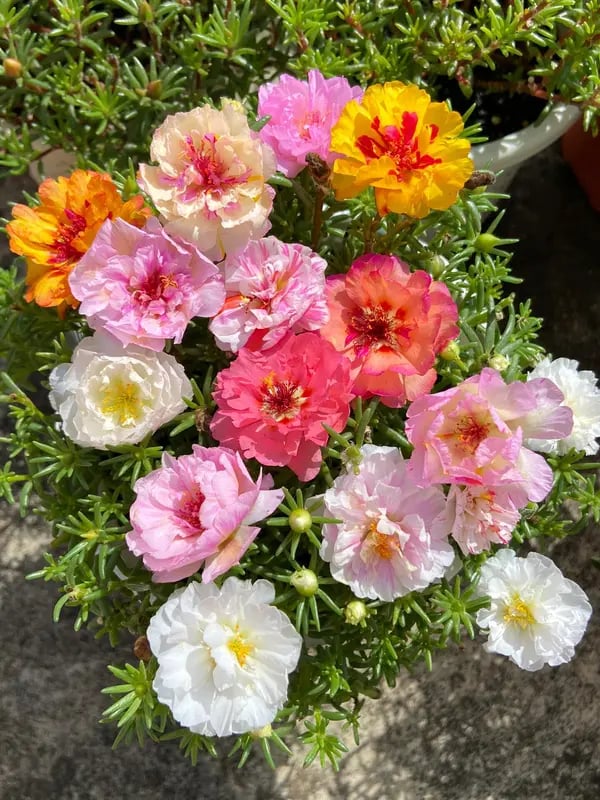 🌹Moss Rose Seeds(10,000+ Seeds) – 🌿Perennial Flower Seeds / Large Flowers / Easy to Grow