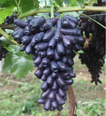 🔥💜 Sweet Sapphire Grape (Rare Finger Grapes) 🍇