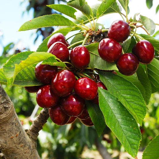 ✨✨ ✨✨ Sweet Cherry Seeds , High Germination Rate, Large-Fruited Variety, Perfect for Gardens & Containers