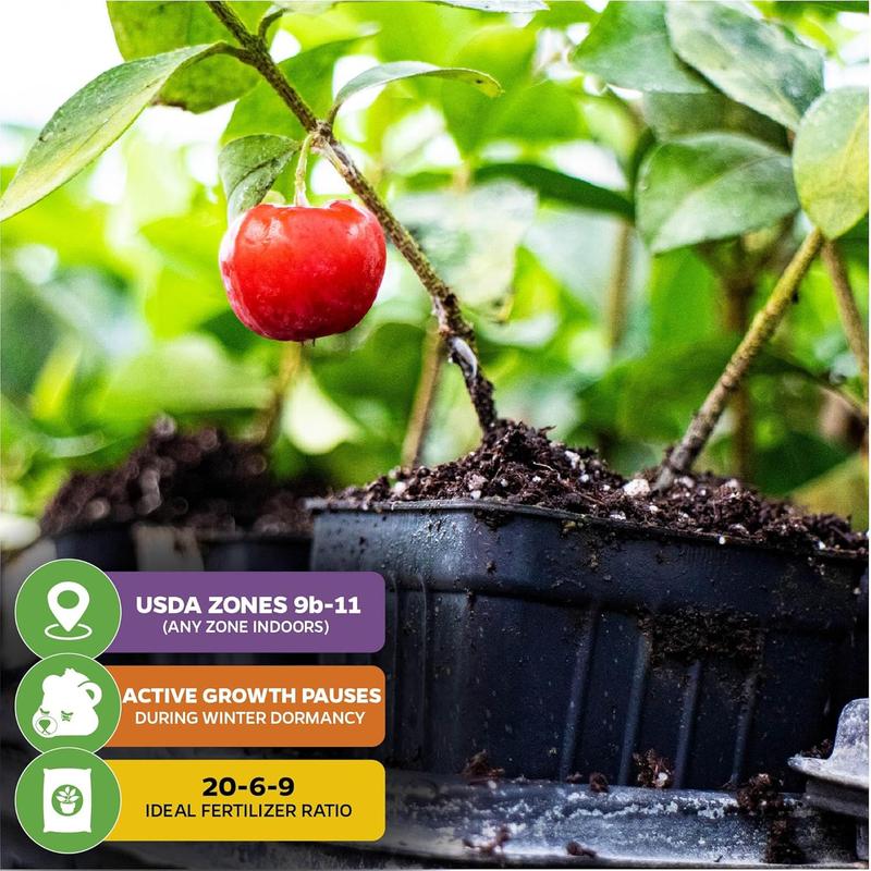 ✨✨ ✨✨ Sweet Cherry Seeds , High Germination Rate, Large-Fruited Variety, Perfect for Gardens & Containers