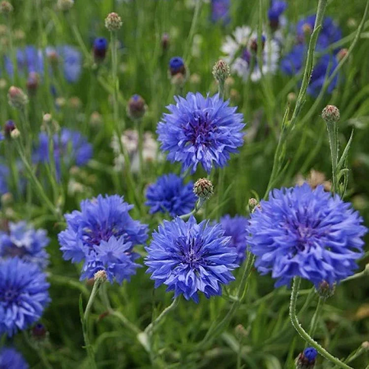 Perennial Mixed Cornflower Seeds