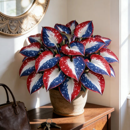 🎉America 250th Anniversary🌿Rare American Glory Hosta Bulbs
