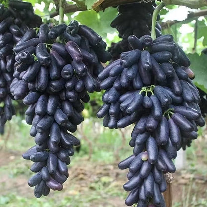 🔥💜 Sweet Sapphire Grape (Rare Finger Grapes) 🍇