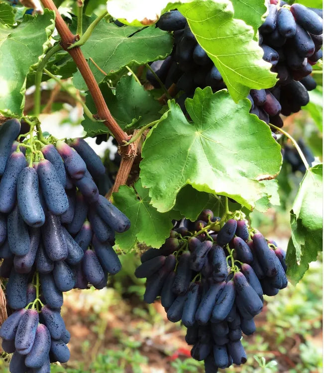 🔥💜 Sweet Sapphire Grape (Rare Finger Grapes) 🍇
