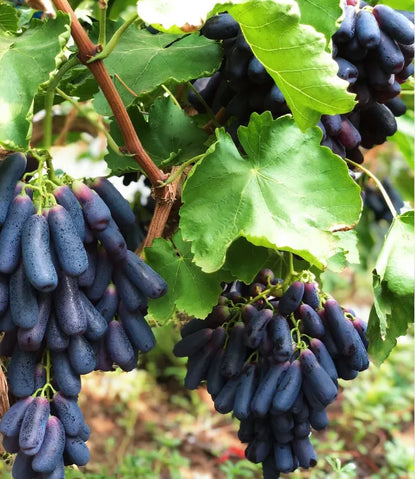 🔥💜 Sweet Sapphire Grape (Rare Finger Grapes) 🍇