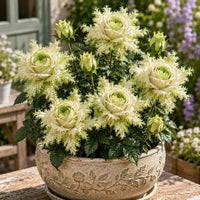 Lime Pearl