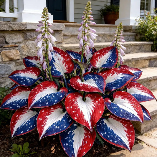 🎉America 250th Anniversary🌿Rare American Glory Hosta Bulbs