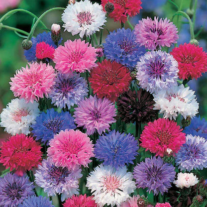 Perennial Mixed Cornflower Seeds