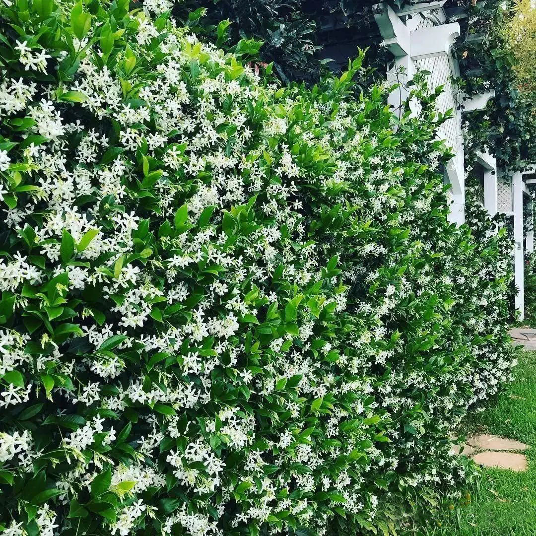 Perfume Jasmine Seeds – Winter Planting, Perennial Blooms & Fragrant Garden Elegance (Only seeds, without flower pot)