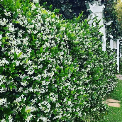 Perfume Jasmine Seeds – Winter Planting, Perennial Blooms & Fragrant Garden Elegance (Only seeds, without flower pot)