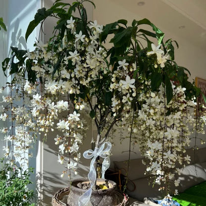 Perfume Jasmine Seeds – Winter Planting, Perennial Blooms & Fragrant Garden Elegance (Only seeds, without flower pot)