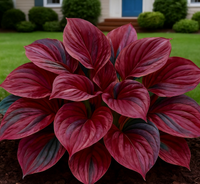 🔥Deep Red