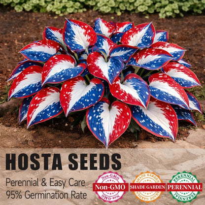 🎉America 250th Anniversary🌿Rare American Glory Hosta Bulbs