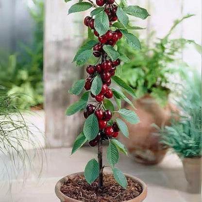 ✨✨ ✨✨ Sweet Cherry Seeds , High Germination Rate, Large-Fruited Variety, Perfect for Gardens & Containers