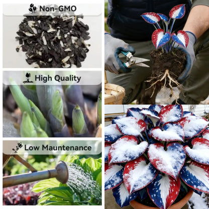 🎉America 250th Anniversary🌿Rare American Glory Hosta Bulbs