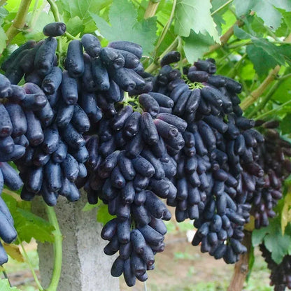 🔥💜 Sweet Sapphire Grape (Rare Finger Grapes) 🍇