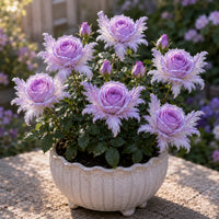 Lavender Dream