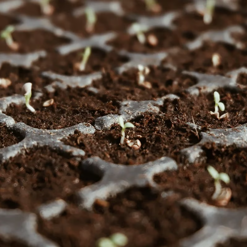 🌱 Premium Organic Coconut Coir Bricks For Plants