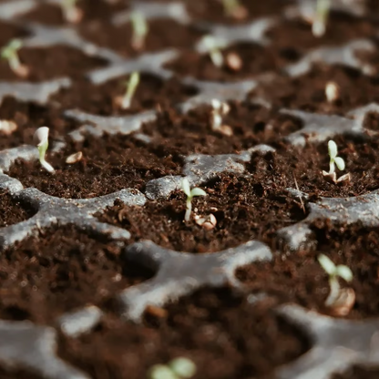 🌱 Premium Organic Coconut Coir Bricks For Plants