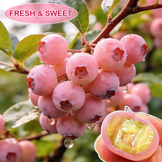 💟Premium Pink Blueberry Seeds -😋A Uniquely Delightful Taste🔥