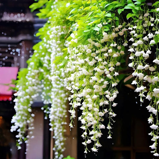 Weeping Jasmine Seeds | Fragrant Trailing White Climbing Vine