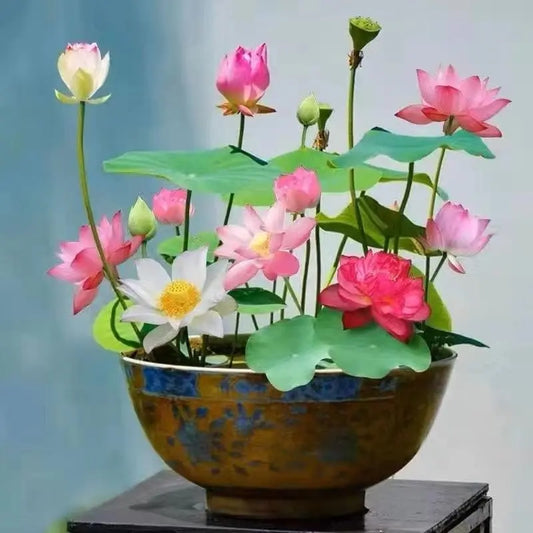 Mixed Color Bonsai Bowl Lotus Seeds - Exotic Water Lily Flower Plant Seeds for Ornamental Pond and Home Planting