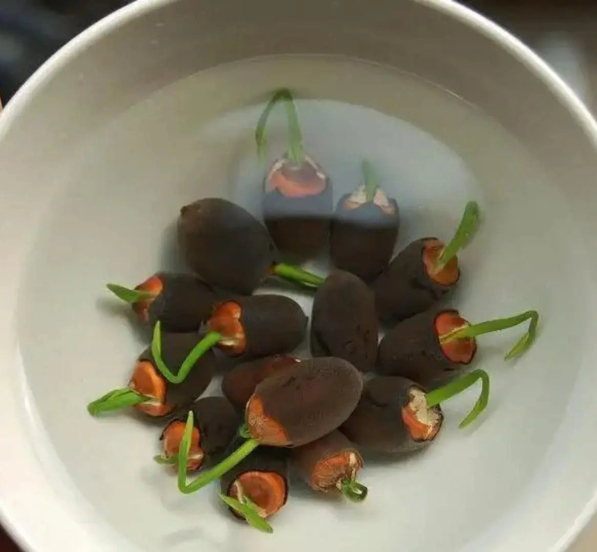 Mixed Color Bonsai Bowl Lotus Seeds - Exotic Water Lily Flower Plant Seeds for Ornamental Pond and Home Planting