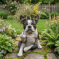 Boston Terrier