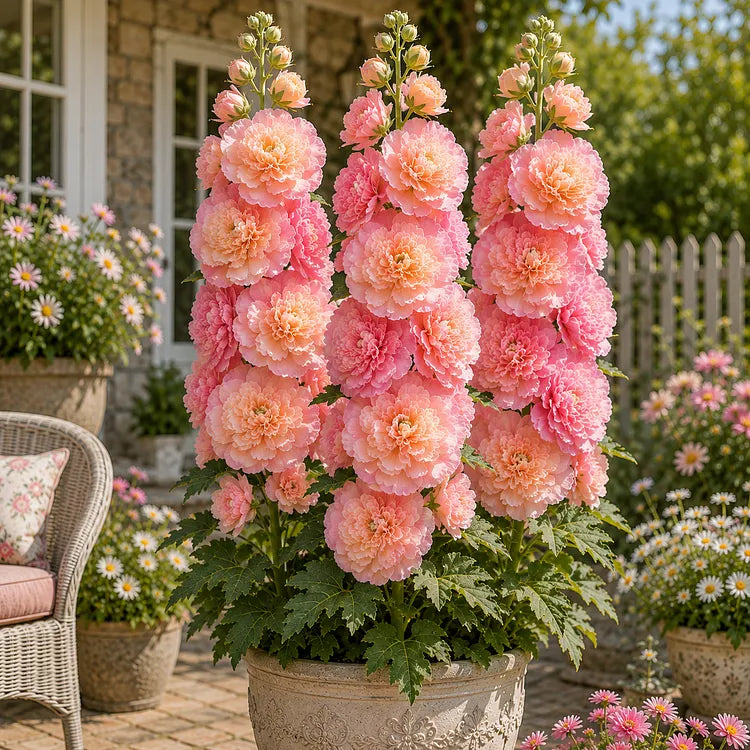 🌸Double Fragrant Hollyhock Seeds