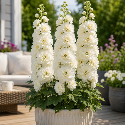 🌸Double Fragrant Hollyhock Seeds