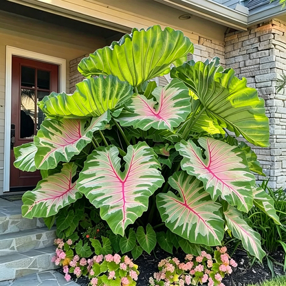 🌈 Giant Caladium Bulbs 🎊The color wizard that creates a dream garden 🌿✨