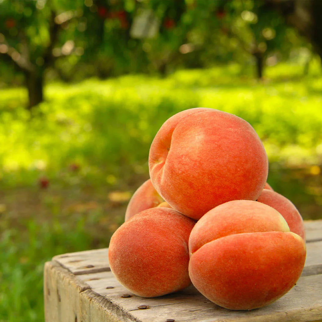 🍑Premium Sweet Juicy Peach Tree Growing Kit