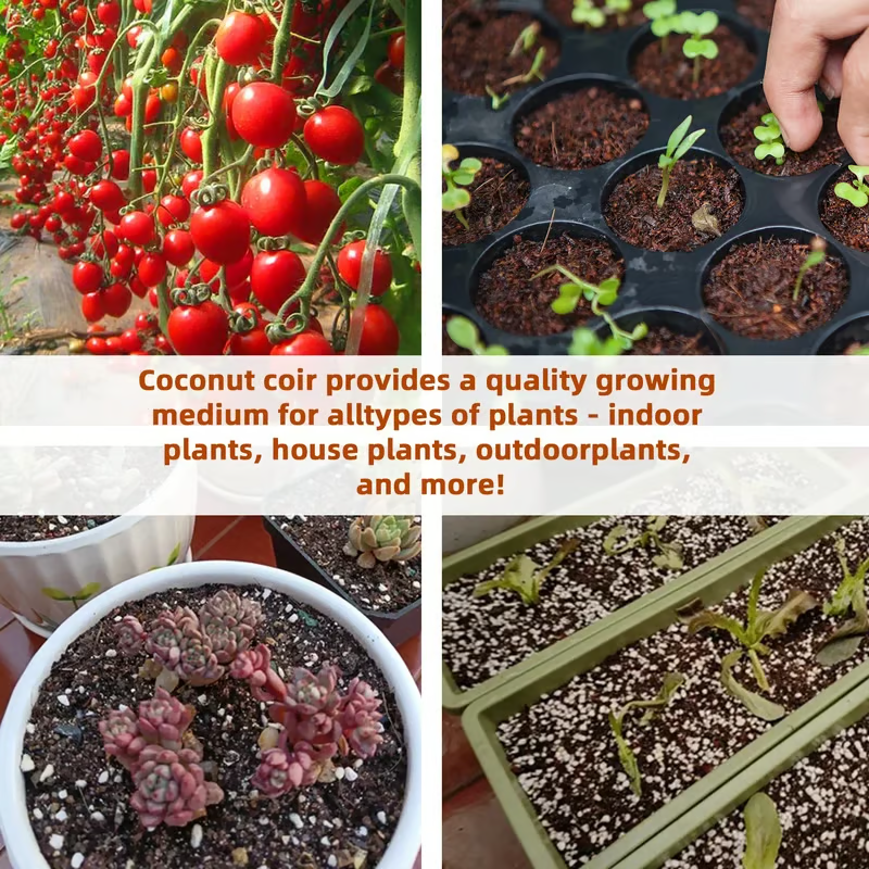 🌱 Premium Organic Coconut Coir Bricks For Plants