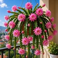 Rose Pink