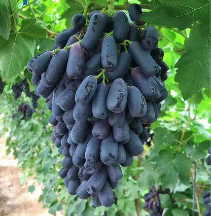 🔥💜 Sweet Sapphire Grape (Rare Finger Grapes) 🍇