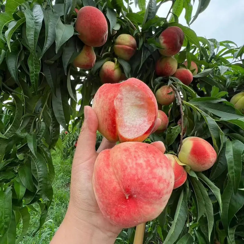 🍑Premium Sweet Juicy Peach Tree Growing Kit