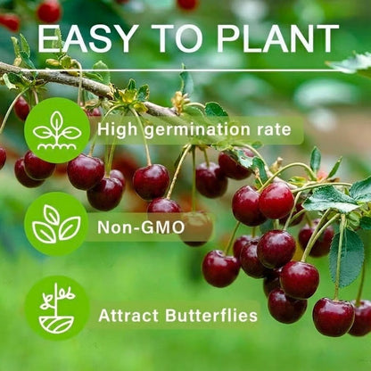 ✨✨ ✨✨ Sweet Cherry Seeds , High Germination Rate, Large-Fruited Variety, Perfect for Gardens & Containers