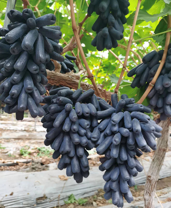🔥💜 Sweet Sapphire Grape (Rare Finger Grapes) 🍇