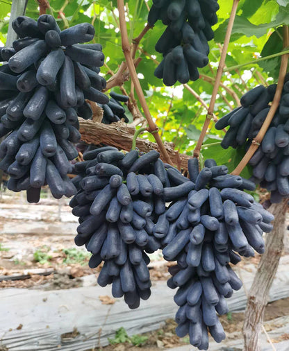 🔥💜 Sweet Sapphire Grape (Rare Finger Grapes) 🍇