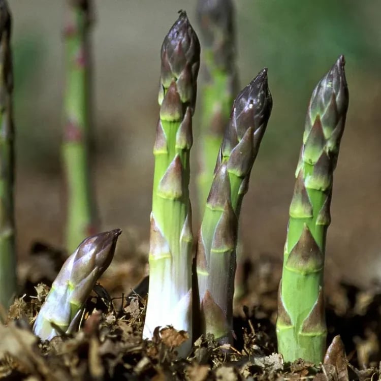 🌿Perennial Asparagus Seeds – Tender Green Garden Vegetable Seeds for Home Planting