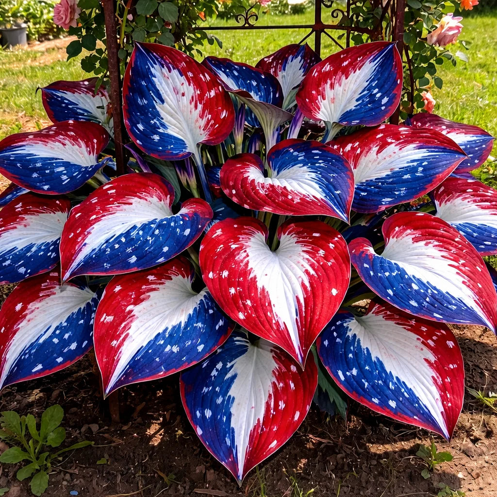 🎉America 250th Anniversary🌿Rare American Glory Hosta Bulbs