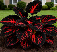 🔥🔥Black-Red