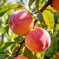 Juicy Peach